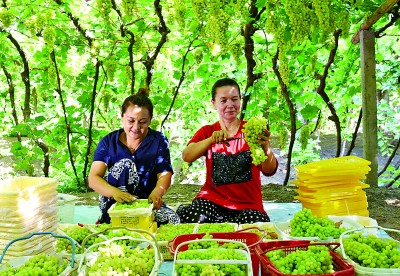 泸深通  甜蜜的事业，幸福的滋味……——新疆吐鲁番推动“小葡萄”串起“大产业”的实践探索